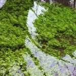 The River Thames, south of the A429, near Kemble.