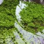 The River Thames, south of the A429, near Kemble.