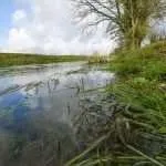 Near Neigh Bridge Country Park
