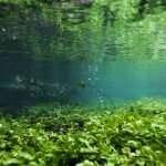 Plant life underwater, just south of the A429, near Kemble.