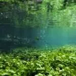 Plant life underwater, just south of the A429, near Kemble.