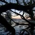 Dawn at Lyd Well. River Thames. UK.