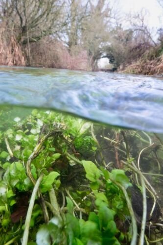 River Thames, up river from Ashton Keynes village, UK