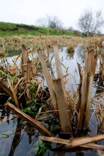 River Thames, up-river from Lechlade, UK.