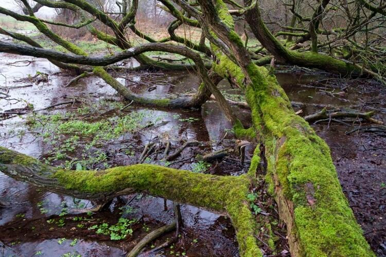 The River Thames near Lyd Well, Kemble. River Thames.