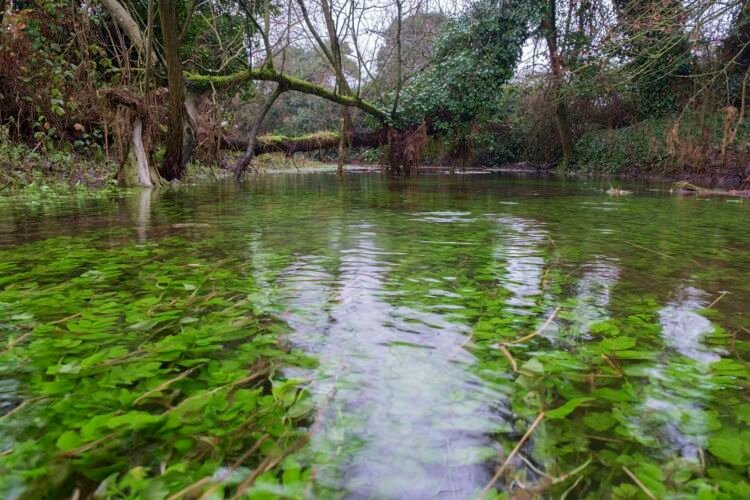 The River Thames, south of the A429, near Kemble.