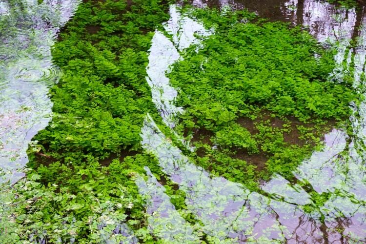 The River Thames, south of the A429, near Kemble.