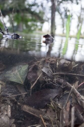 Near Neigh Bridge Country Park