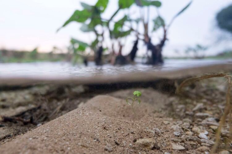 Thames Head, Kemble. Cotswolds, UK.
