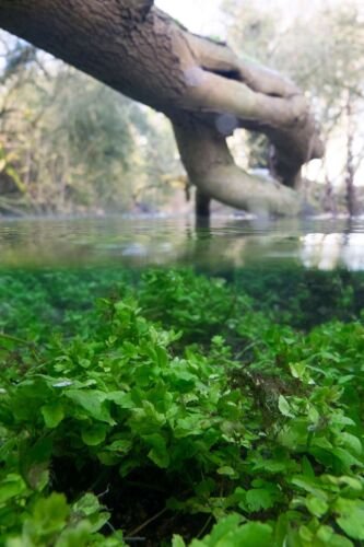 Plant life underwater, just south of the A429, near Kemble.
