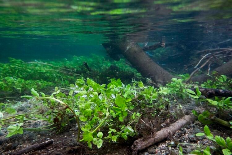 Plant life underwater, just south of the A429, near Kemble.