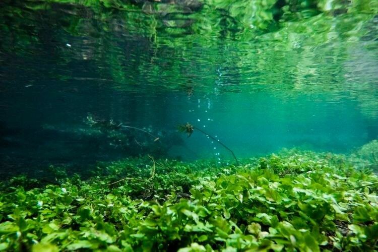 Plant life underwater, just south of the A429, near Kemble.
