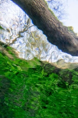 The Thames underwater near Kemble. River Thames. UK.