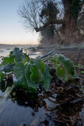 Dawn at Lyd Well. Water is currently emerging from underground forming the start of the River Thames