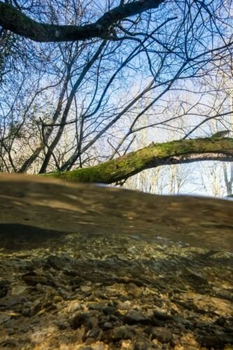 The Thames underwater near Kemble. River Thames. UK.