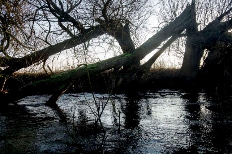 Fallen tree forming an arch over the River Thames. Below Cricklade.