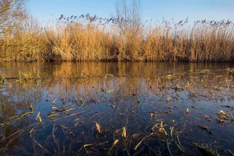 The River Thames between Cricklade and Castle Eaton.