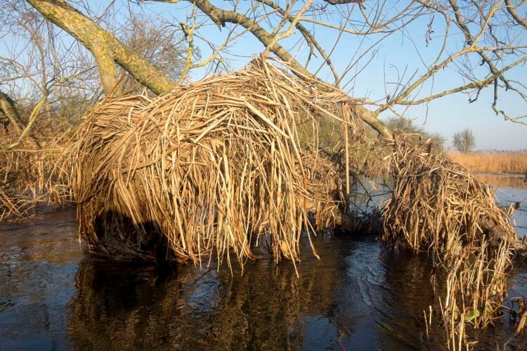 Dead leaves tangled in branches indicate the previous height of the River Thames.