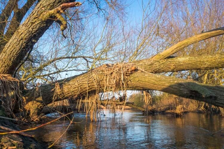 Dead leaves dangle from a fallen tree indicating the previous height of the River Thames.