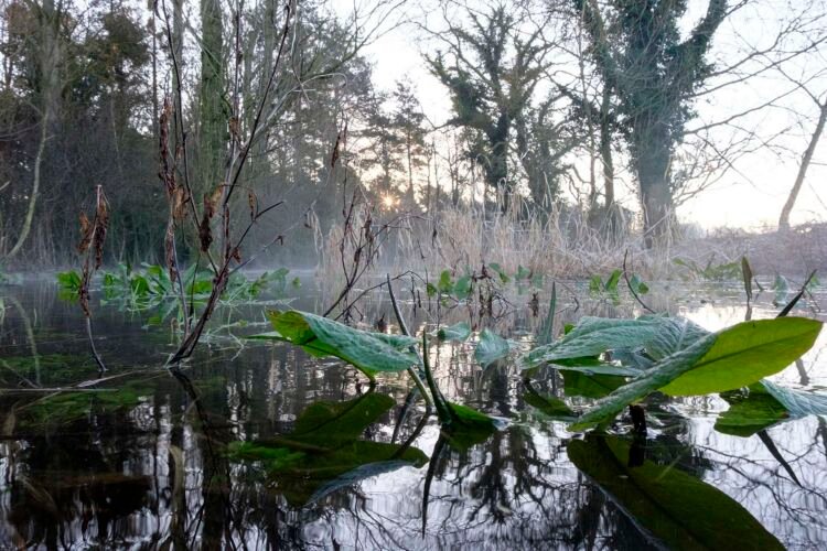 Dawn at Lyd Well. Water is currently emerging from underground forming the start of the River Thames