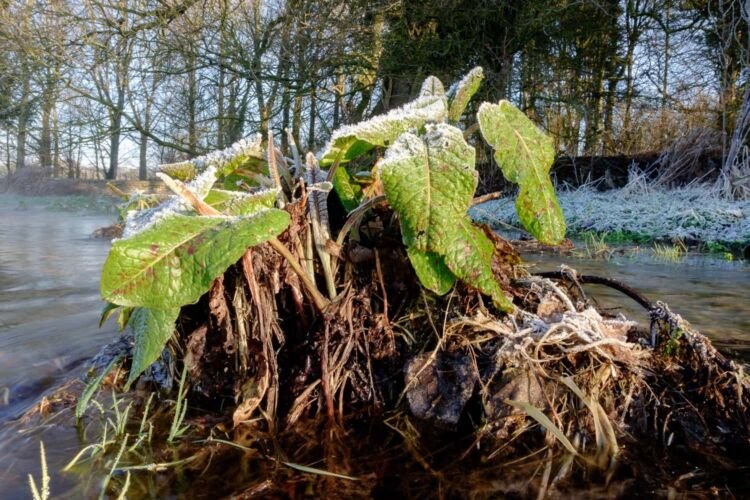Dawn at Lyd Well. River Thames. UK.