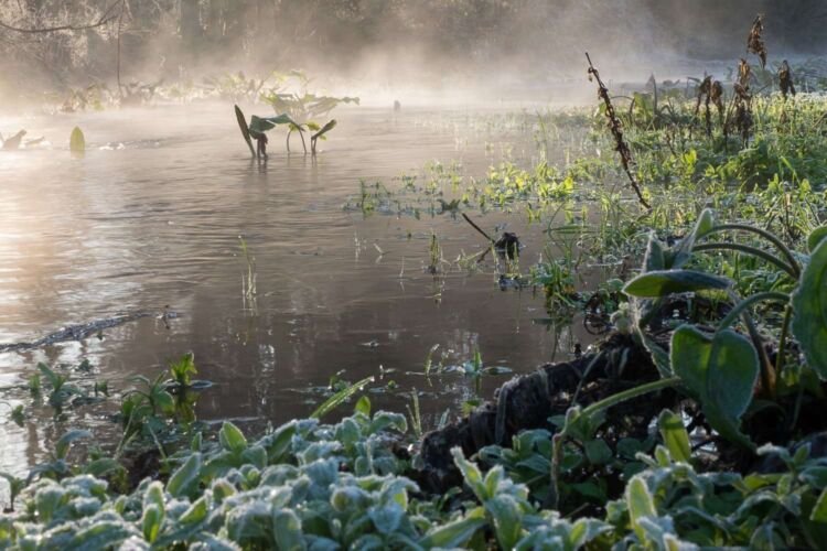 Dawn at Lyd Well. Water is currently emerging from underground forming the start of the River Thames