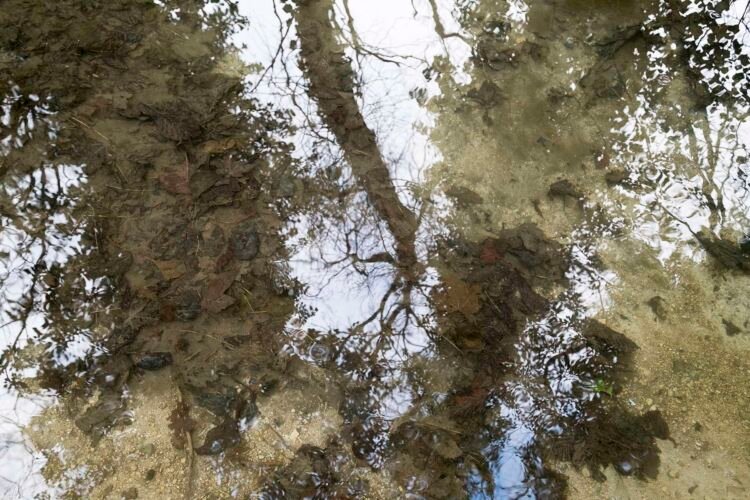 River Thames, up river from Ashton Keynes village, UK