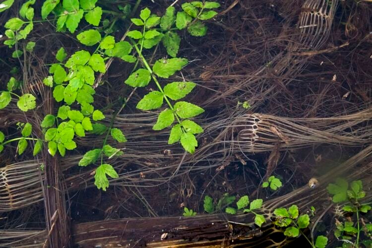 First water visible in the River Thames, January 2017. 1 mile from the Source at Kemble.
