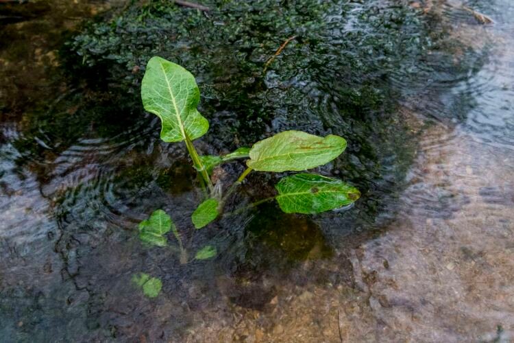 Spring water rising from underground near the source of the River Thames. Kemble.