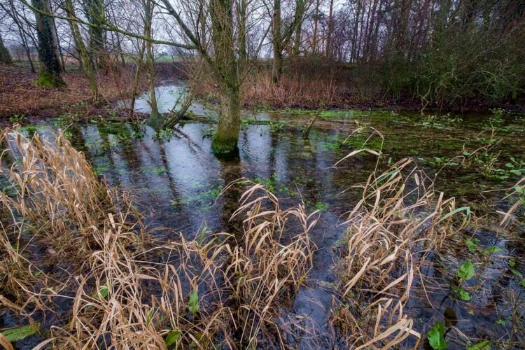 Spring water rising from underground near the source of the River Thames. Kemble.