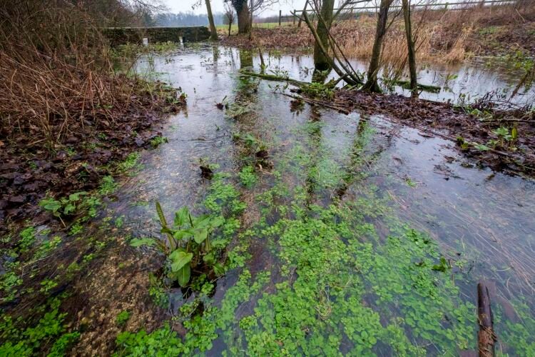 Spring water rising from underground near the source of the River Thames. Kemble.