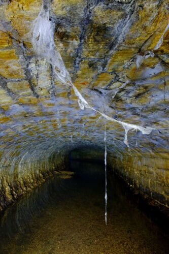 Spiders webs dangle from the roof of a tunnel beneath the A429 Bridge, River Thames, near Kemble.